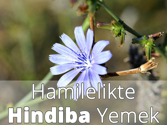 Hamilelikte (Gebelikte) Hindiba Yenir mi?